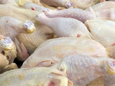 تولید بیش از یک هزار تن گوشت سفید در امیدیه