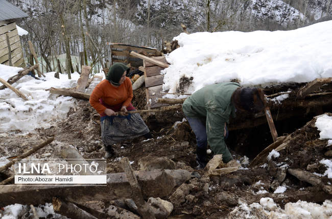 خسارات ناشی از بارش برف در گیلان