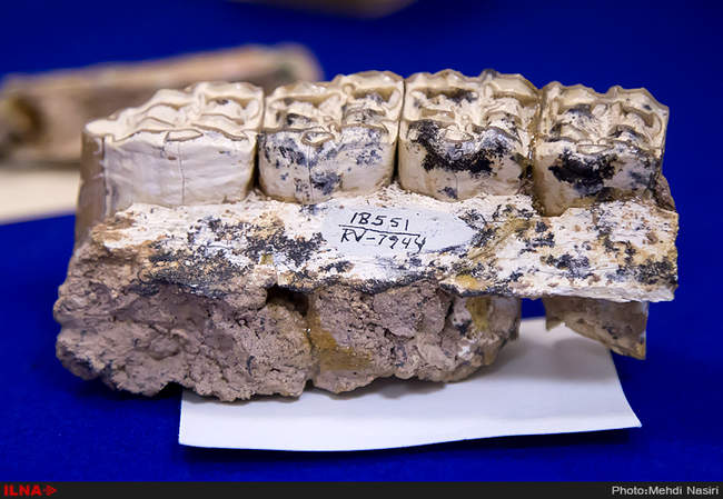 رونمایی از فسیل های هفت میلون ساله