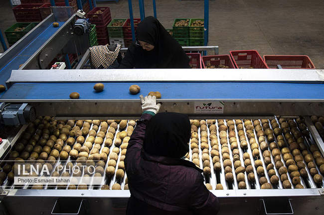 کار و امید، قصه زنان باغ کیوی