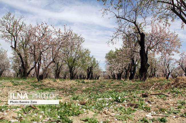 شکوفه های بهاری مهارلو