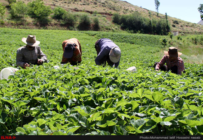  برداشت توت فرنگی در روستای شیان در سنندج
