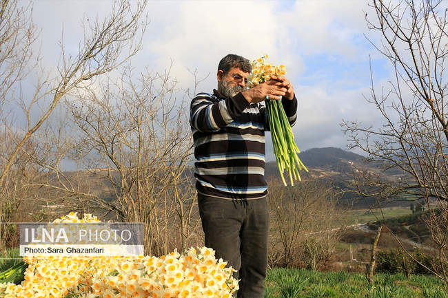 برداشت گل نرگس در شهرستان جویبار