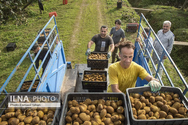 کار و امید، قصه زنان باغ کیوی