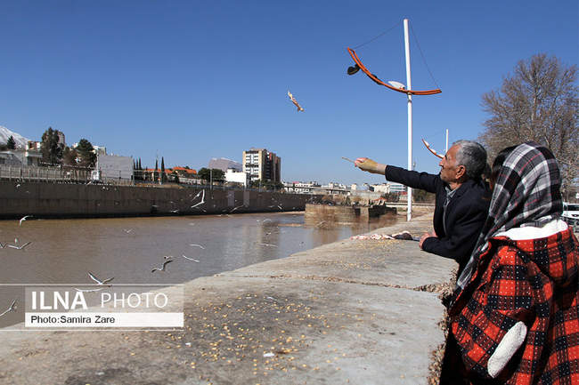 پرندگان مهاجرکاکایی درشیراز