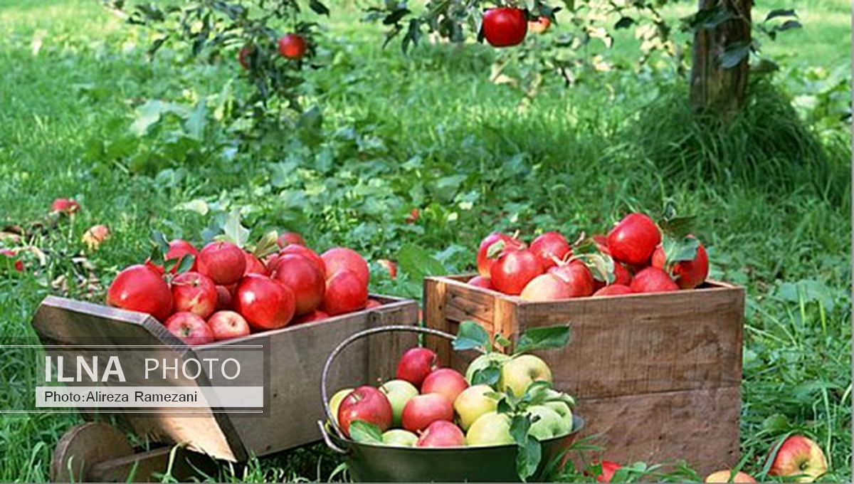 سیب بوکان آماده برداشت است