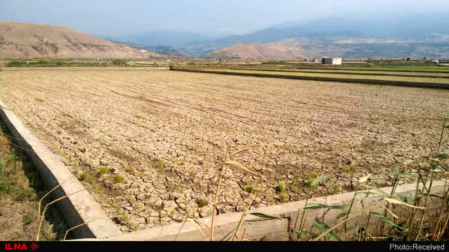 آتش بی‌آبی در شالیزاران رستم آباد -  گیلان