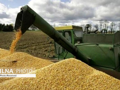 Iran's domestic wheat purchases exceed 10m mt in Mar-Aug

