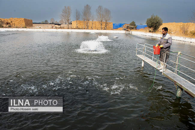 برداشت شب یلدایی‌ ماهی قزل آلا در تلیسه‌ نمونه