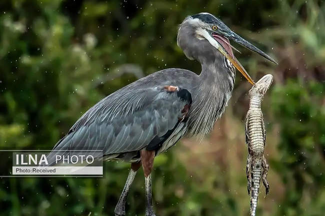 تصاویری از یک حواصیل در حال وارد کردن آخرین ضربات به یک بچه‌ تمساح