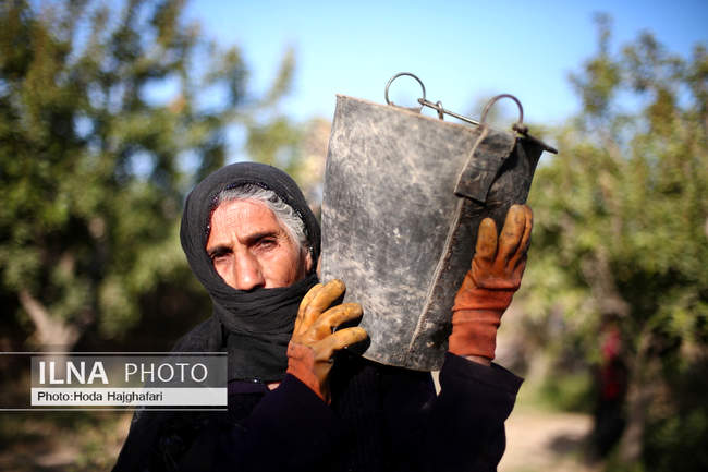 برداشت گلابی از باغات چناران