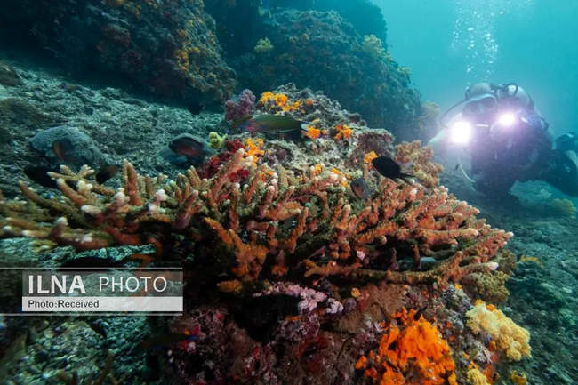 بهشت مرجانی در اعماق دریای عمان 