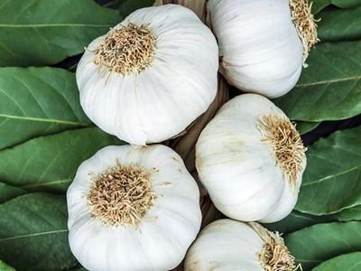 خواص سیر برای تیروئید پرکار
