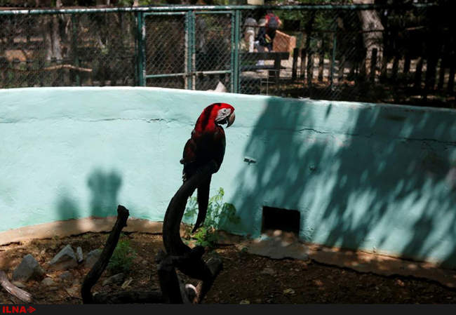 کمبود مواد غذایی در باغ وحش ونزوئلا