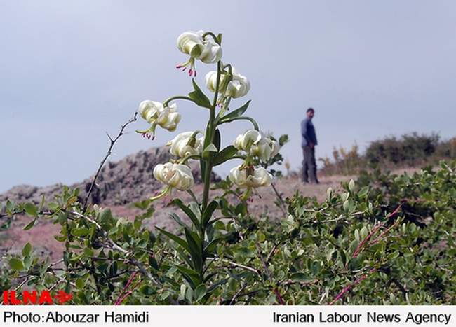 «سوسن چلچراغ»