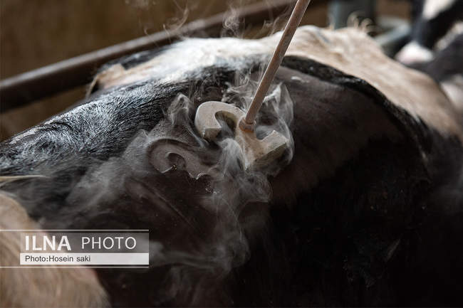 خودکفایی در تولید شیر با تلیسه نمونه
