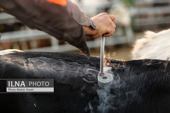 امنیت غذایی کشور از طریق دام و طیور