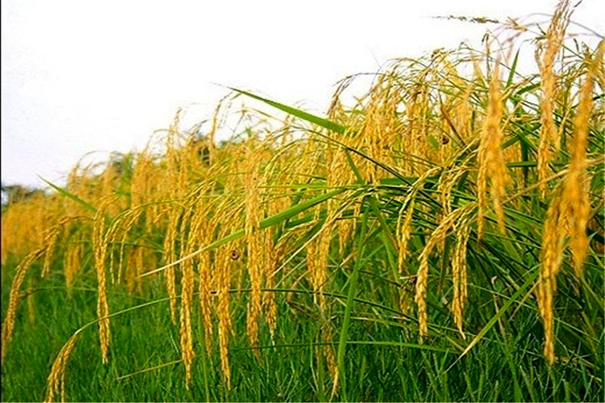 پرورش ۸۰ هزارهکتار راتون در گیلان