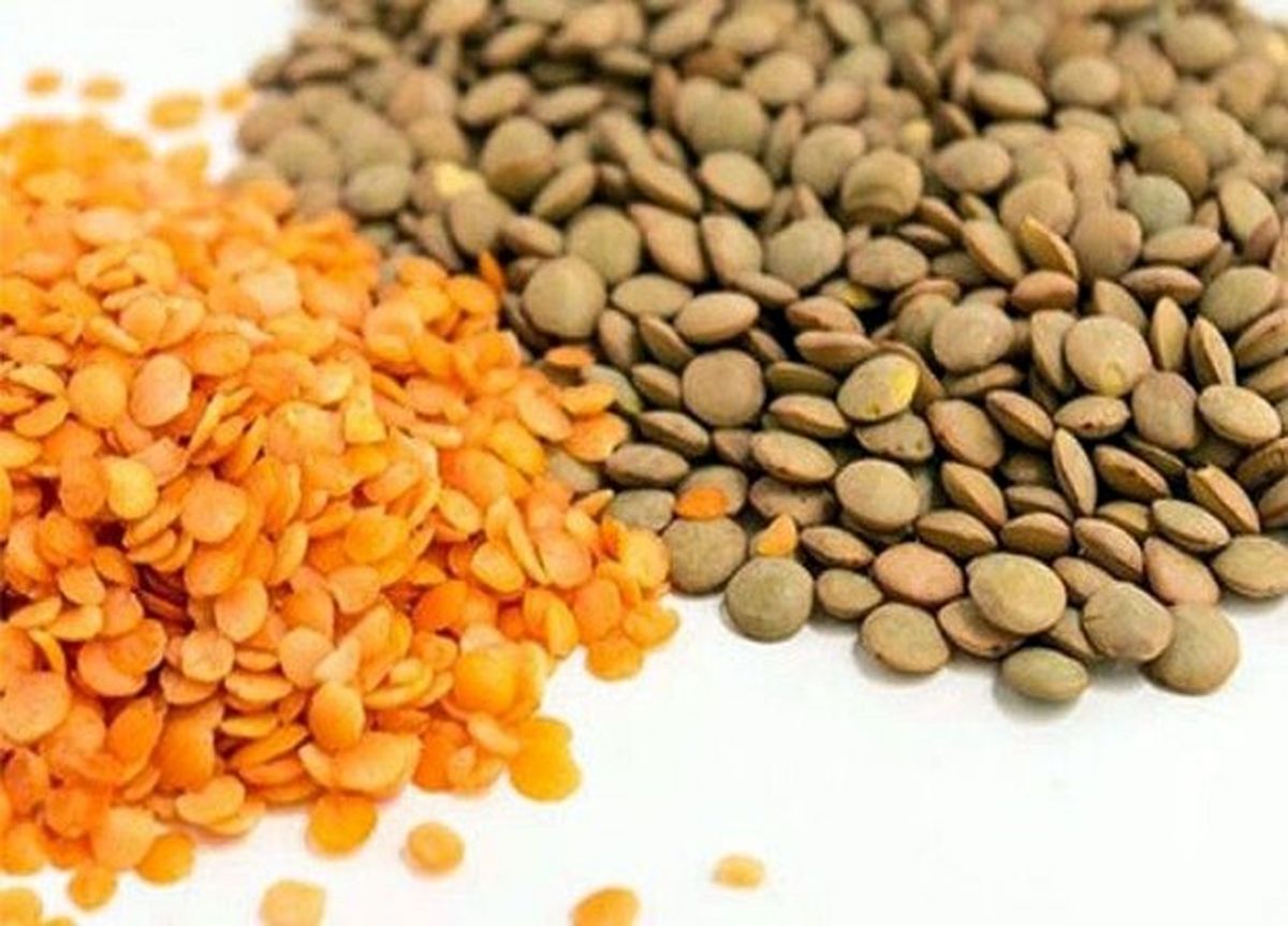 برداشت عدس در ییلاقات املش آغاز شد