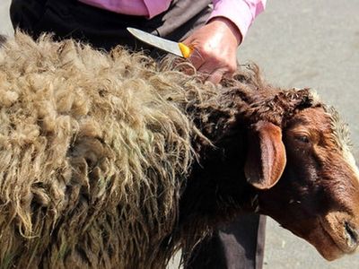 10 ناظر شرعی بر ذبح حلال در کشتارگاه‌های قزوین نظارت می‌کنند