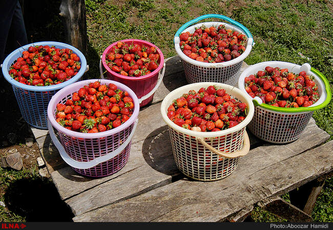 برداشت توت فرنگی در روستای سی دشت رودبار گیلان