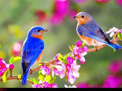 نرم نرمک می رسد اینک بهار