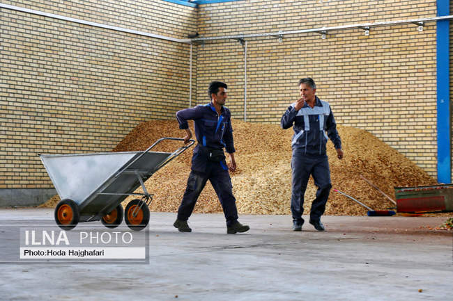 برداشت پسته از باغات نیشابور