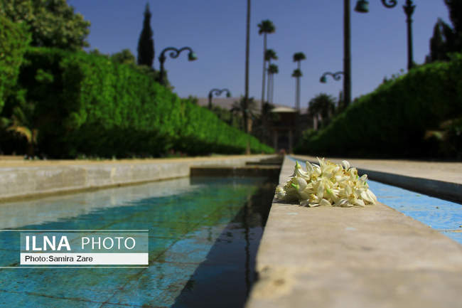 برداشت بهارنارنج از باغ دلگشادر شیراز