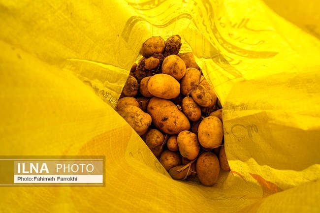 اشتغالزایی در مزارع کشاورزی سیب زمینی فیروزکوه