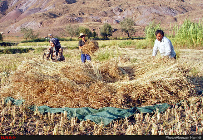 آخرین برداشت خوشه های طلایی برنج در "روستای پارودبار"رودبار گیلان