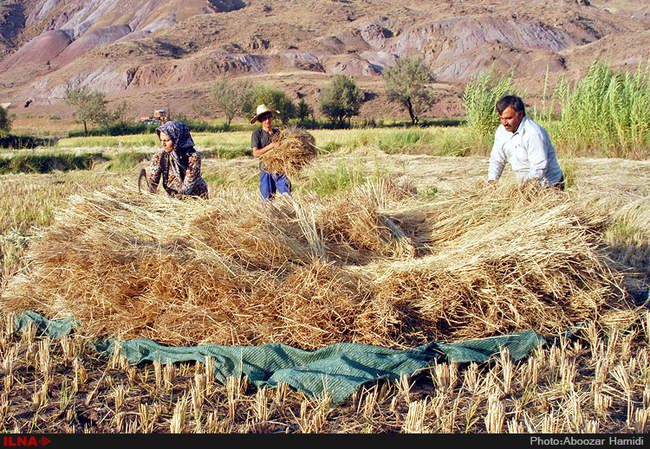 آخرین برداشت خوشه های طلایی برنج در 