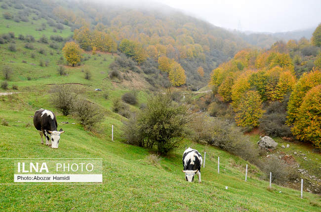 طبیعت پاییزی روستای داماش