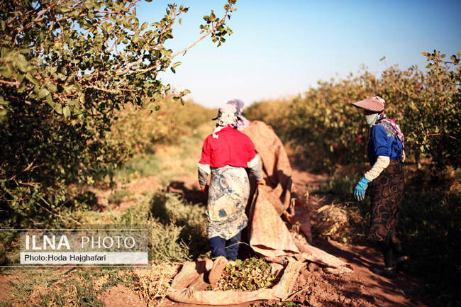 برداشت پسته از باغات نیشابور