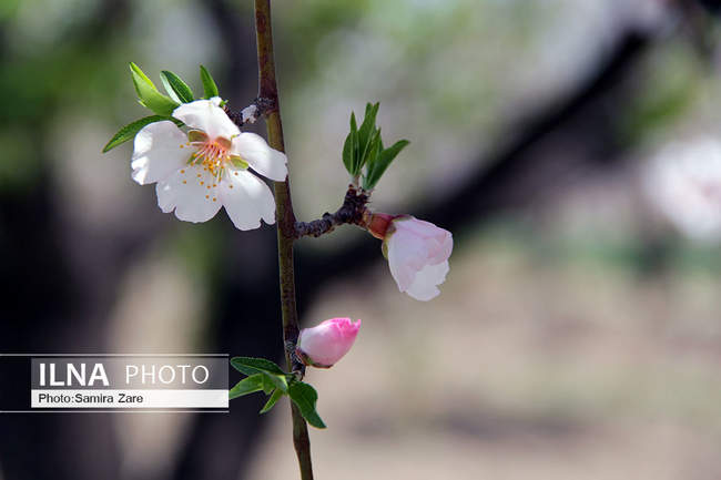 شکوفه های بهاری مهارلو