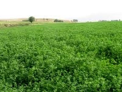۱۰ هزار هکتار کشتزار یونجه در شرق اصفهان از بین رفته است