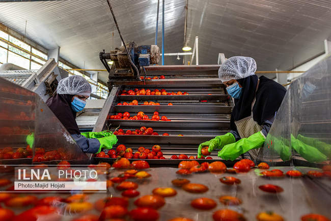 از مزرعه تا صنایع تبدیلی