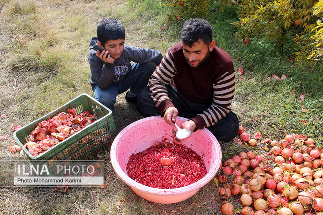 برداشت انار در تنگ سیاب کوهدشت