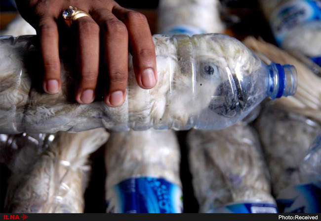 قاچاق حیوانات