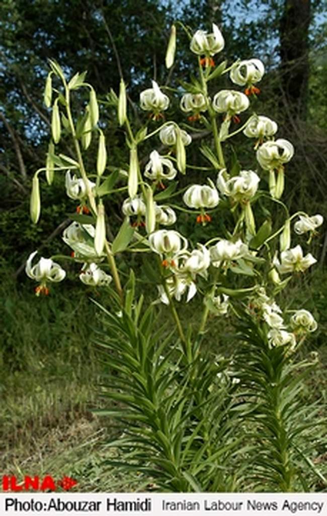 «سوسن چلچراغ»