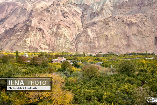 آغاز فصل برداشت انار در روستای محمود آباد