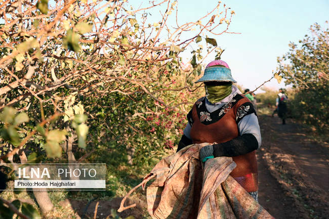 برداشت پسته از باغات نیشابور