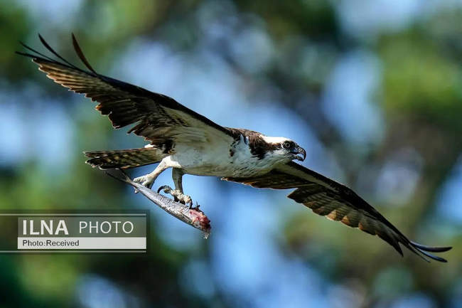 هفته‌ای در دنیای حیات‌وحش
