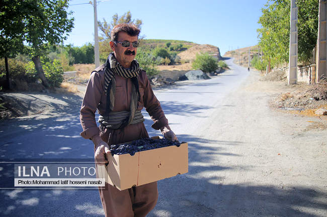 برداشت انور طلای سیاه در کردستان روستای پایگلان 