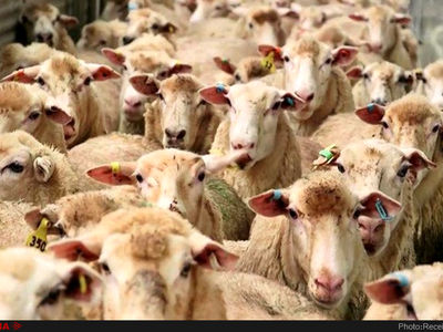 پرورش گوسفند و تولید علوفه در تعاونی‌های تولیدی کشور کلید خورد