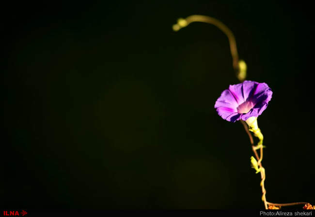 بهار، جلوه زیبای خداوند