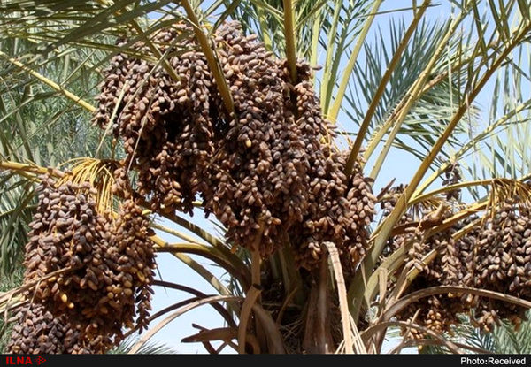 خشکسالی رفت، آفت آمد