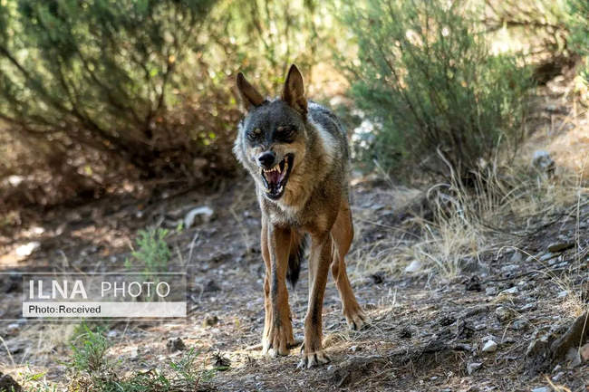 هفته‌ای در دنیای حیات‌وحش