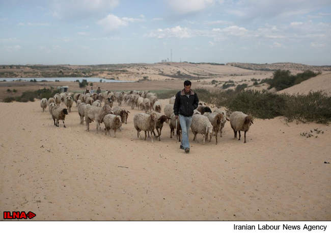 کشاورزی در منطقه محاصرشده نوار غزه