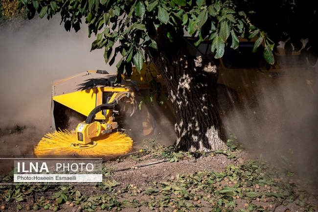 برداشت گردو اصلاح شده با دستگاه مکانیزه 