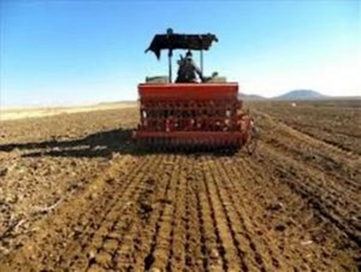 آغاز کشت گندم در شهرستان بوشهر